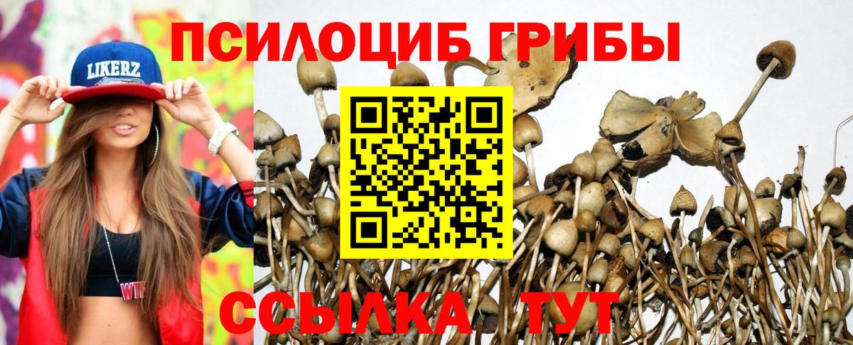 купить наркотик  Вход с VPN  Псилоцибиновые грибы GOLDEN TEACHER  Каменск-Уральский  Псилоцибиновые грибы GOLDEN TEACHER 